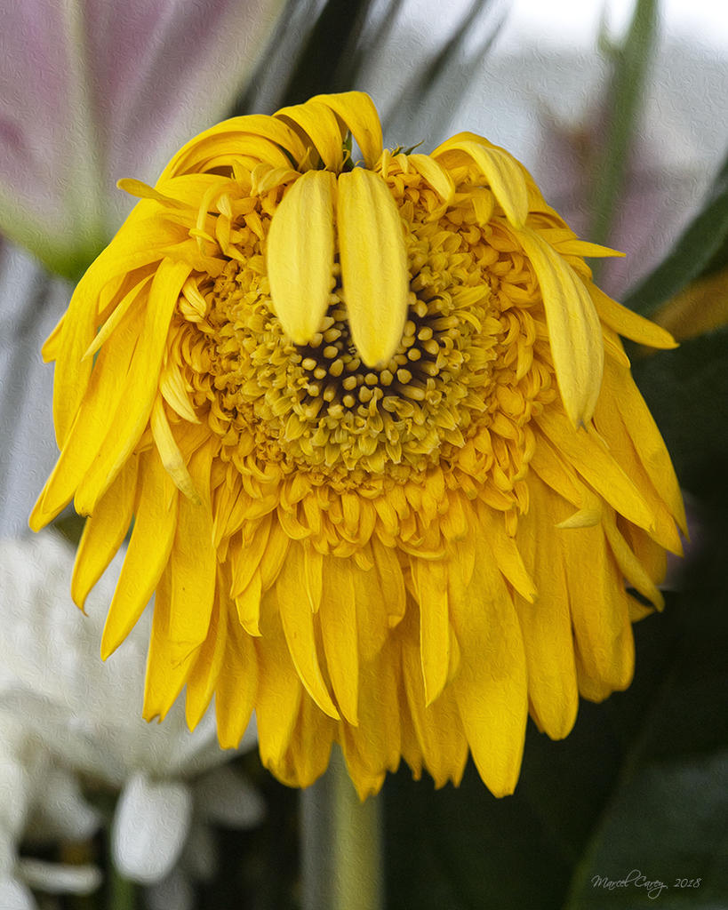 DSC_2338.jpg