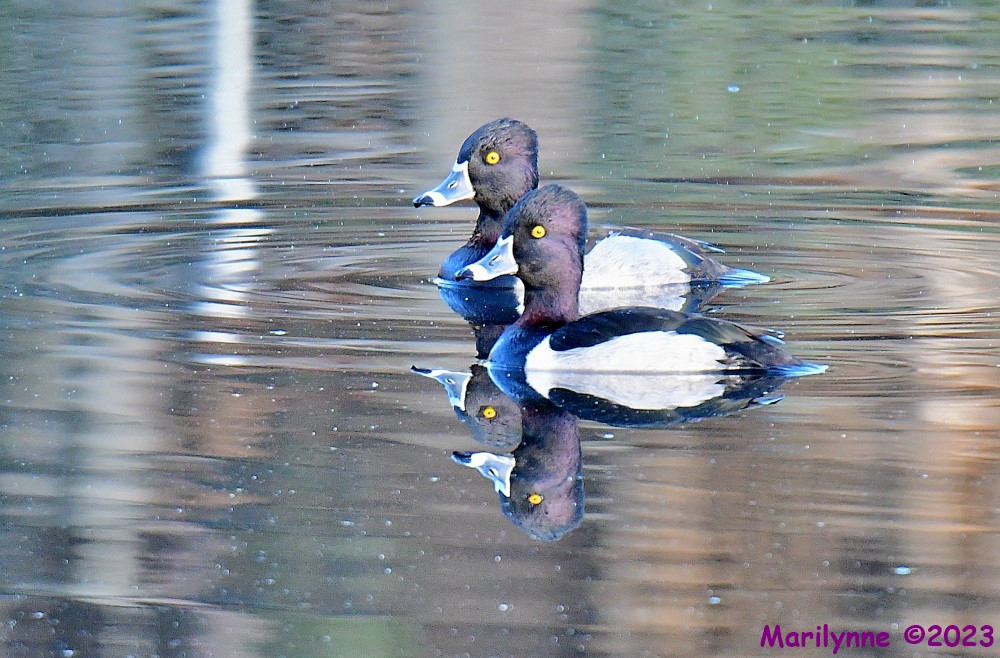 DSC_2338_001.JPG
