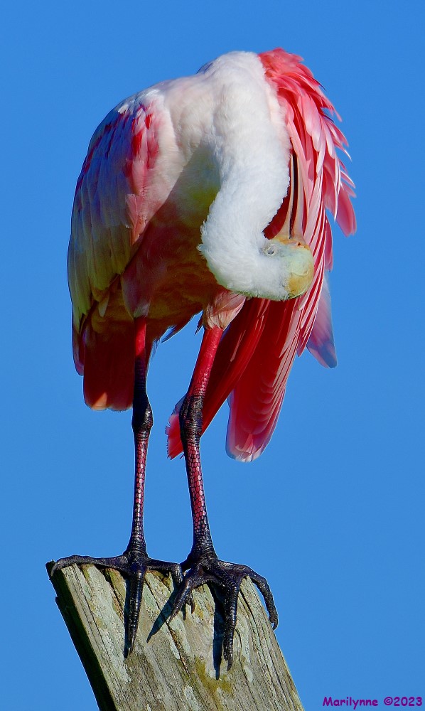 DSC_2339_001.JPG