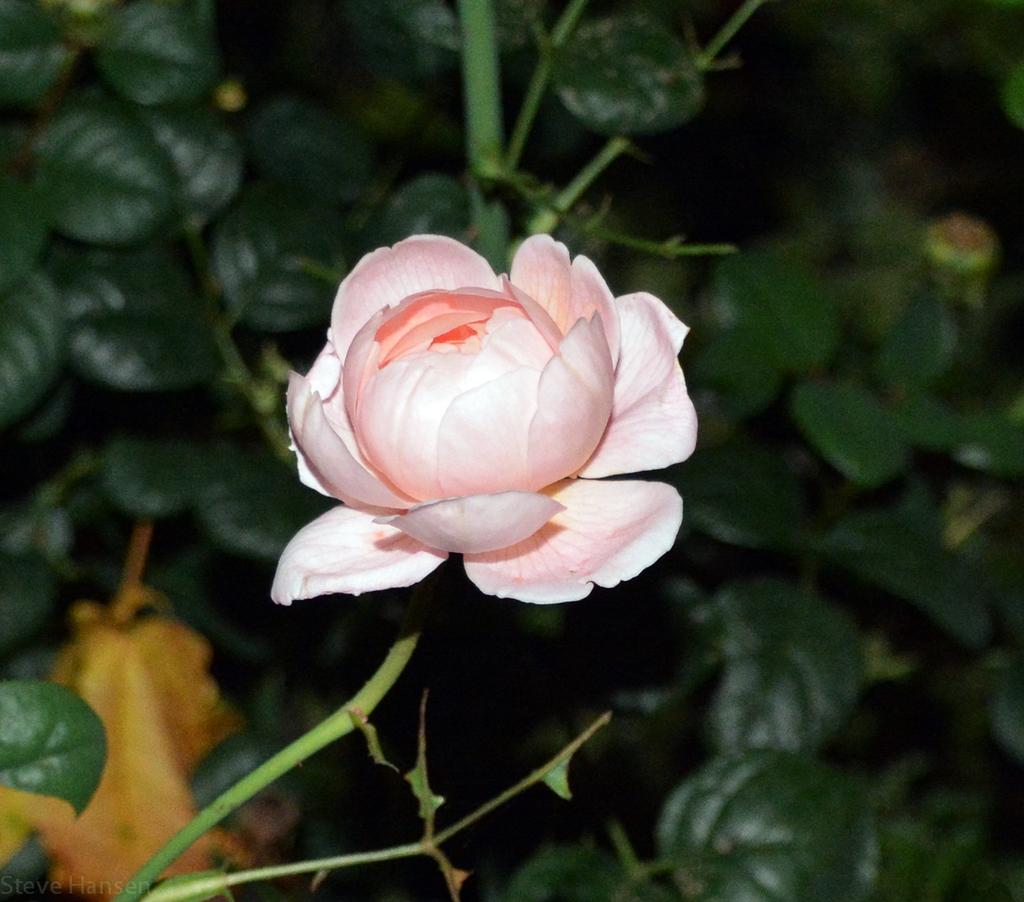 DSC_2340.jpg