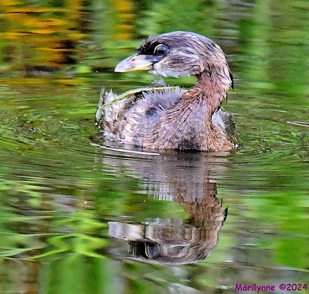 DSC_2341_001.JPG