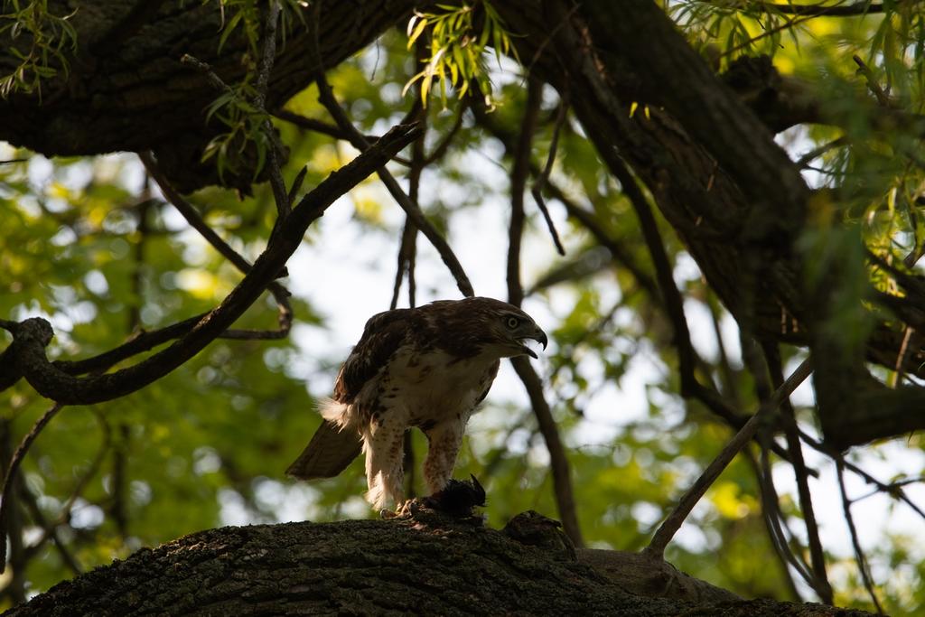 DSC_2342.jpg