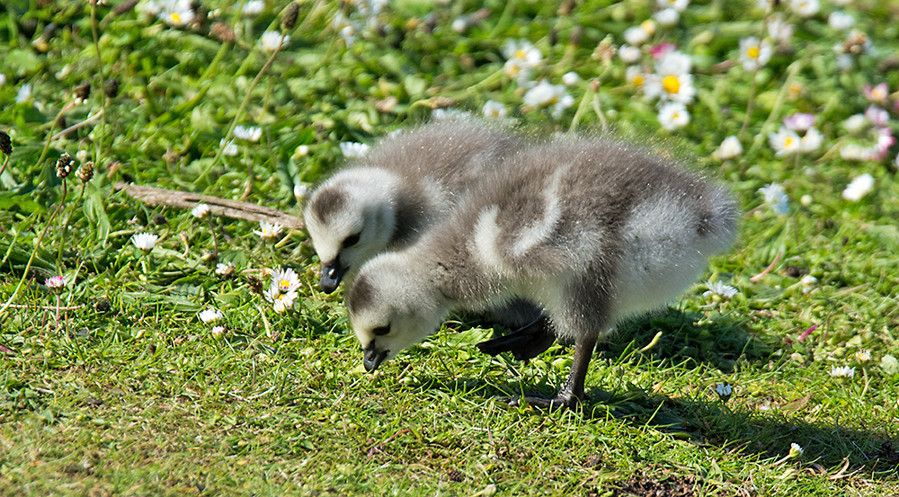 DSC_2343.jpg