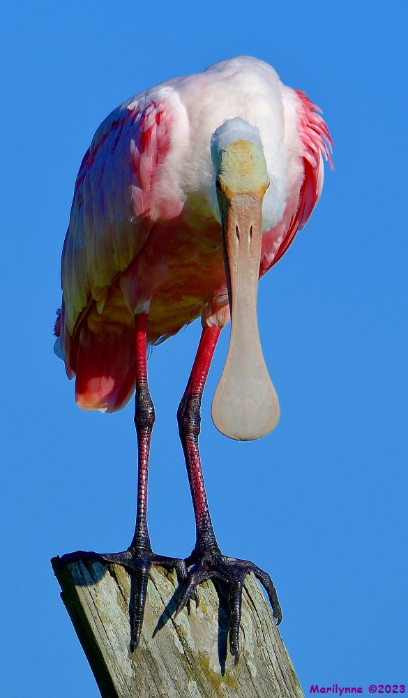 DSC_2343_001.JPG