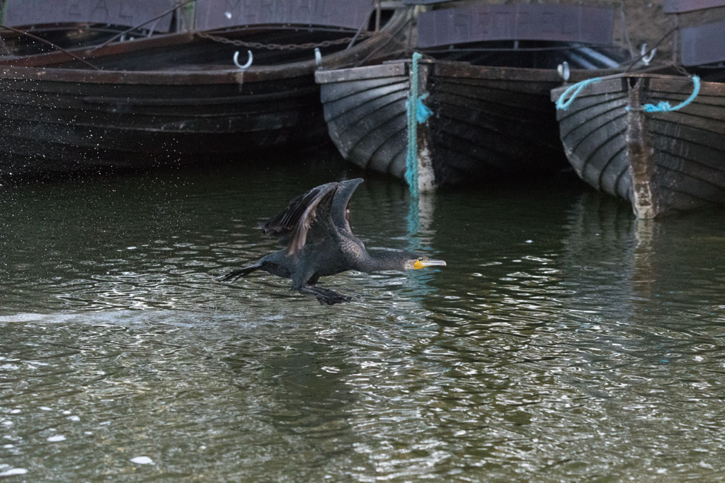 DSC_2344.jpg