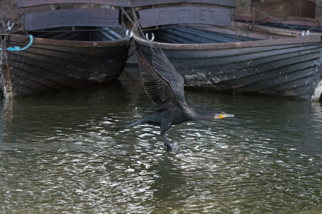 DSC_2345.jpg
