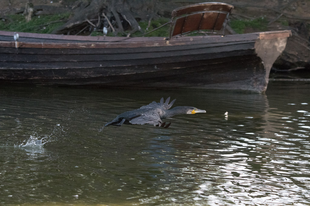 DSC_2346.jpg