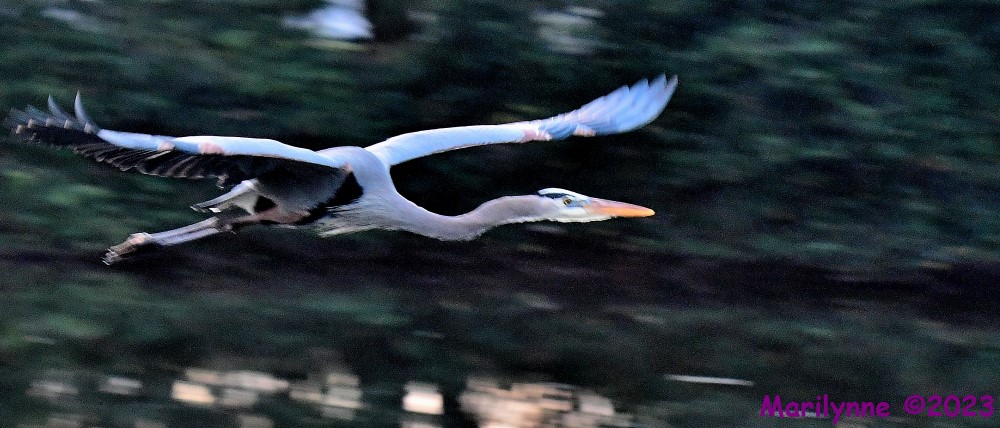 DSC_2346_001.JPG