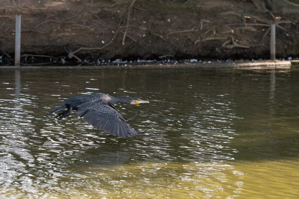 DSC_2347.jpg