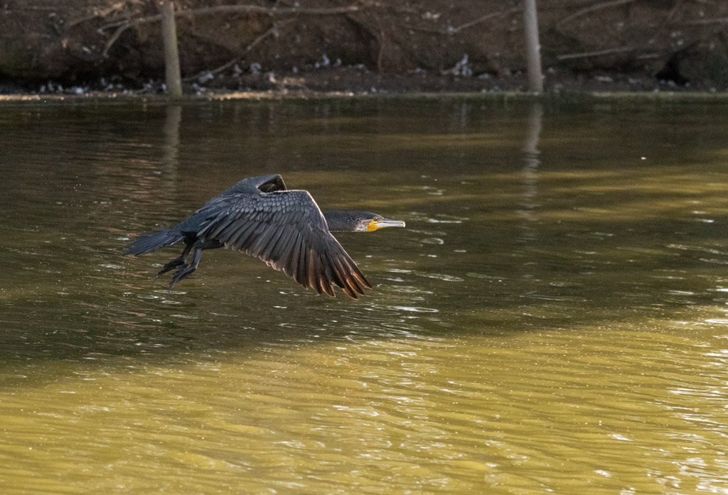 DSC_2348.jpg