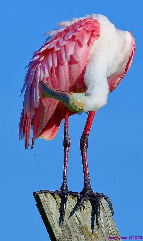 DSC_2348_001.JPG