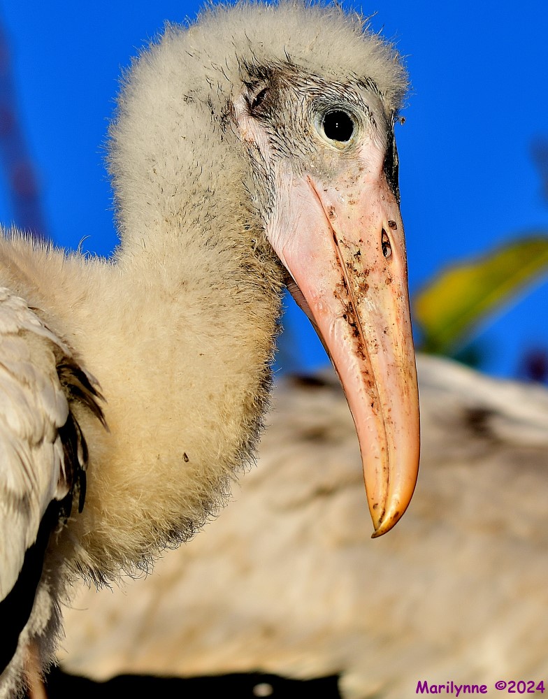 DSC_2348_001.JPG