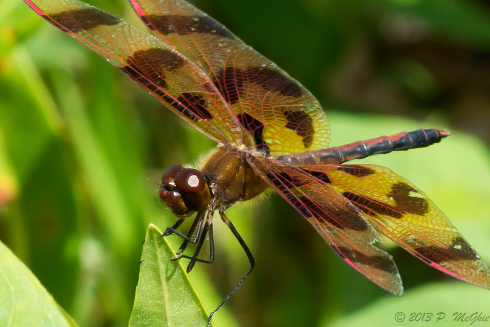 DSC_2352-2.jpg