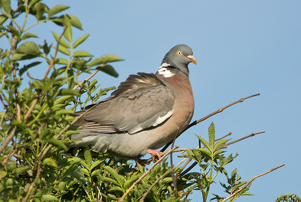 DSC_2353.jpg