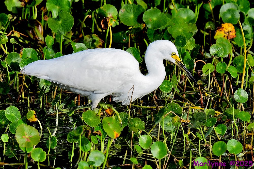 DSC_2354_001.JPG