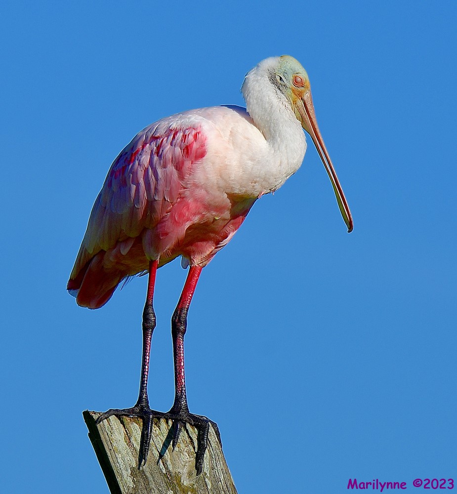 DSC_2355_001.JPG