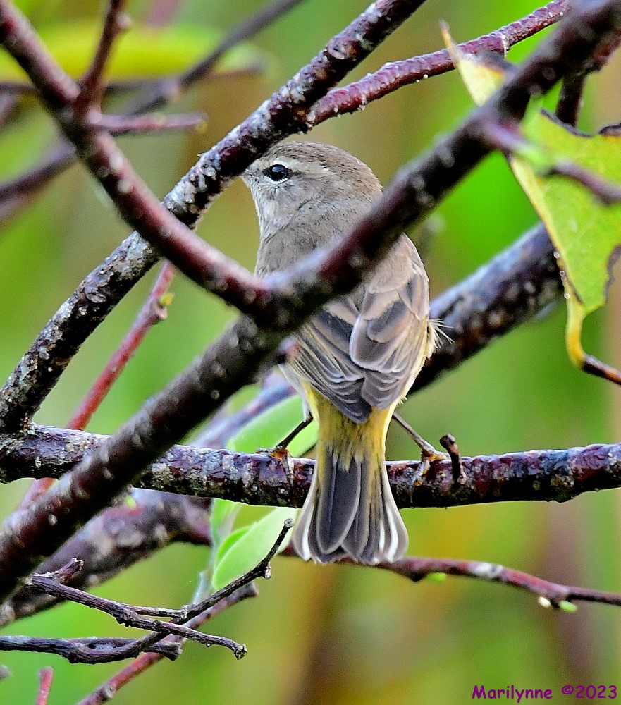 DSC_2355_001.JPG