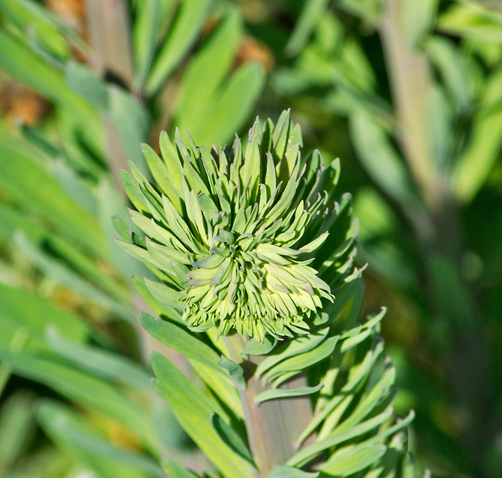 DSC_2358.jpg