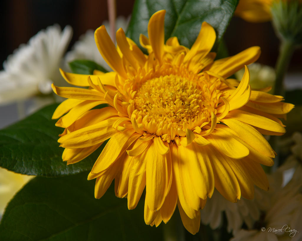 DSC_2361.jpg