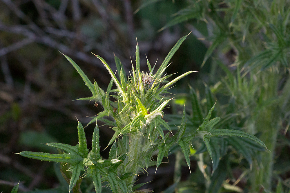 DSC_2362.jpg