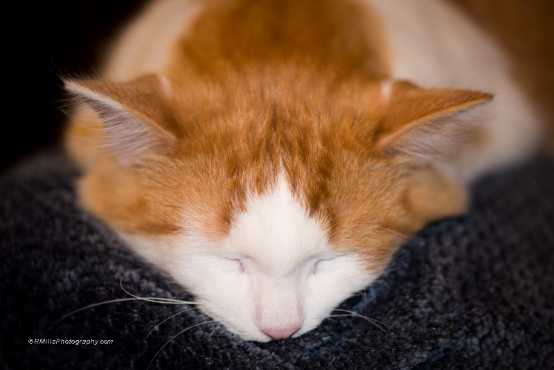 DSC_2365_5424.jpg