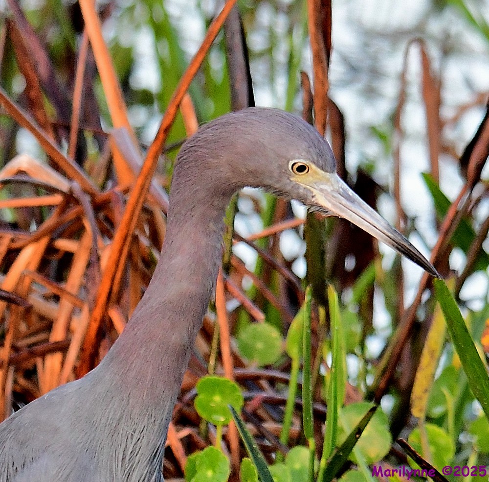 DSC_2366_001.JPG