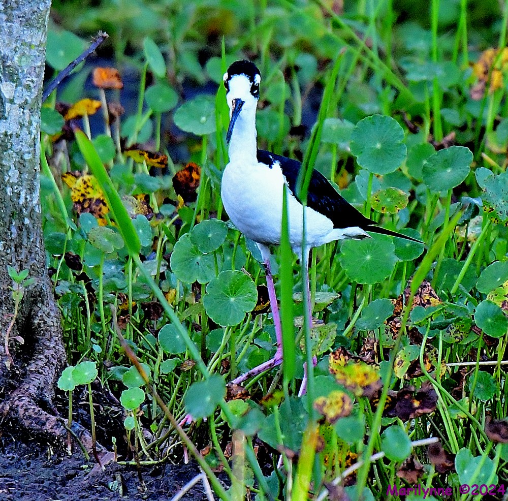 DSC_2367_001.JPG