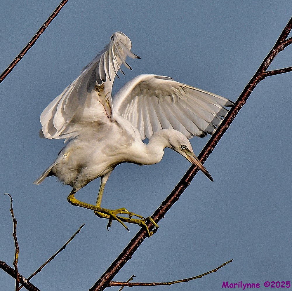 DSC_2367_001.JPG