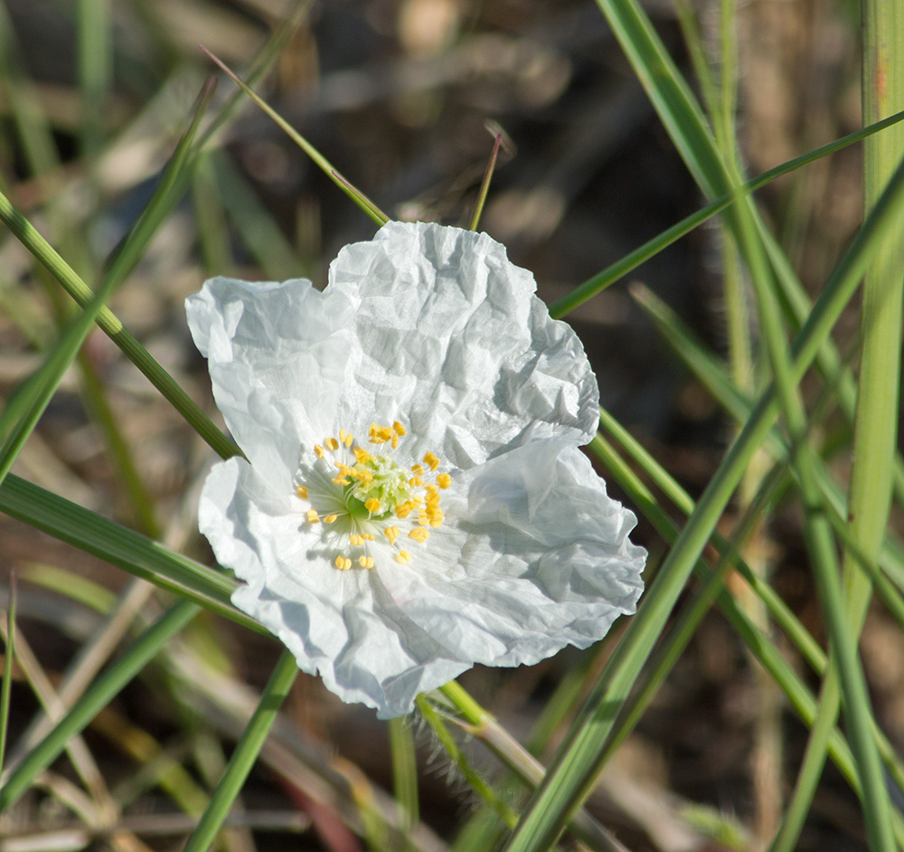 DSC_2368.jpg