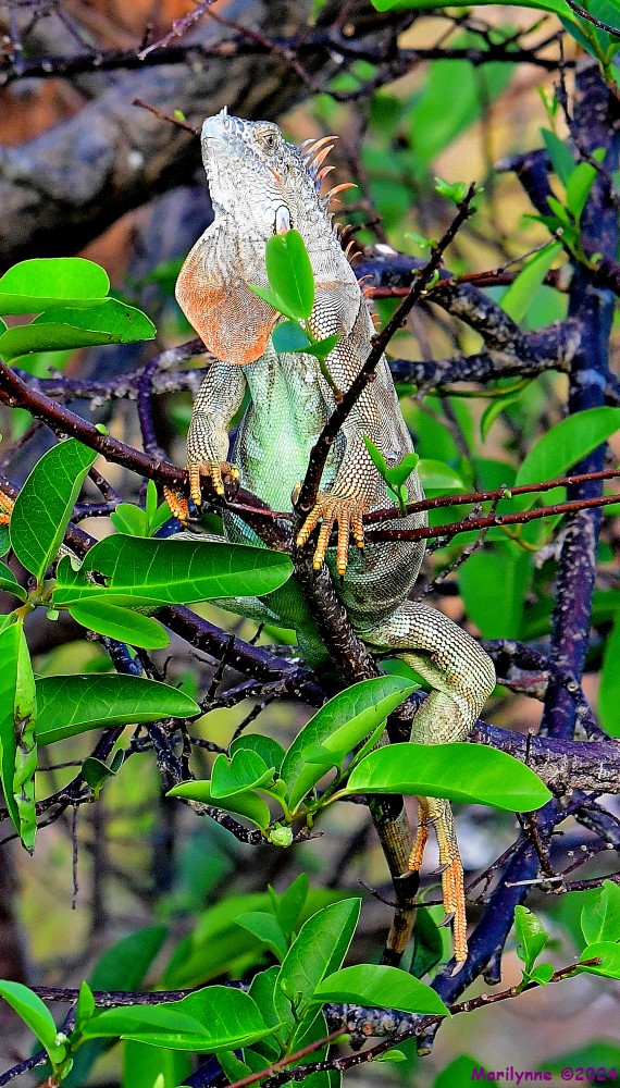 DSC_2369_001.JPG