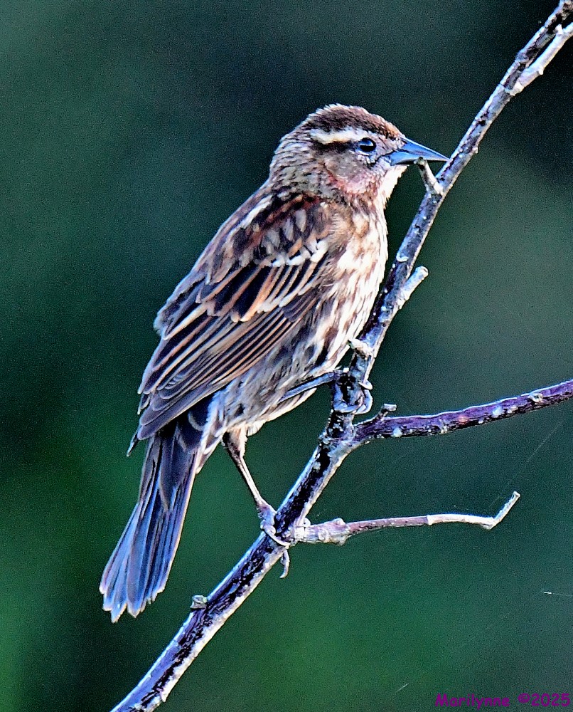 DSC_2369_001.JPG