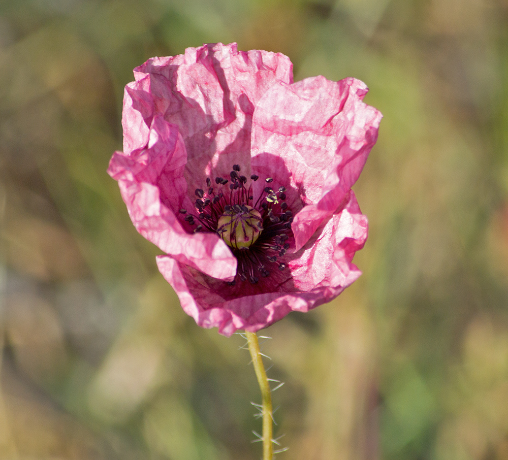DSC_2371.jpg