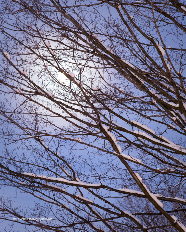 DSC_2372_5425.jpg