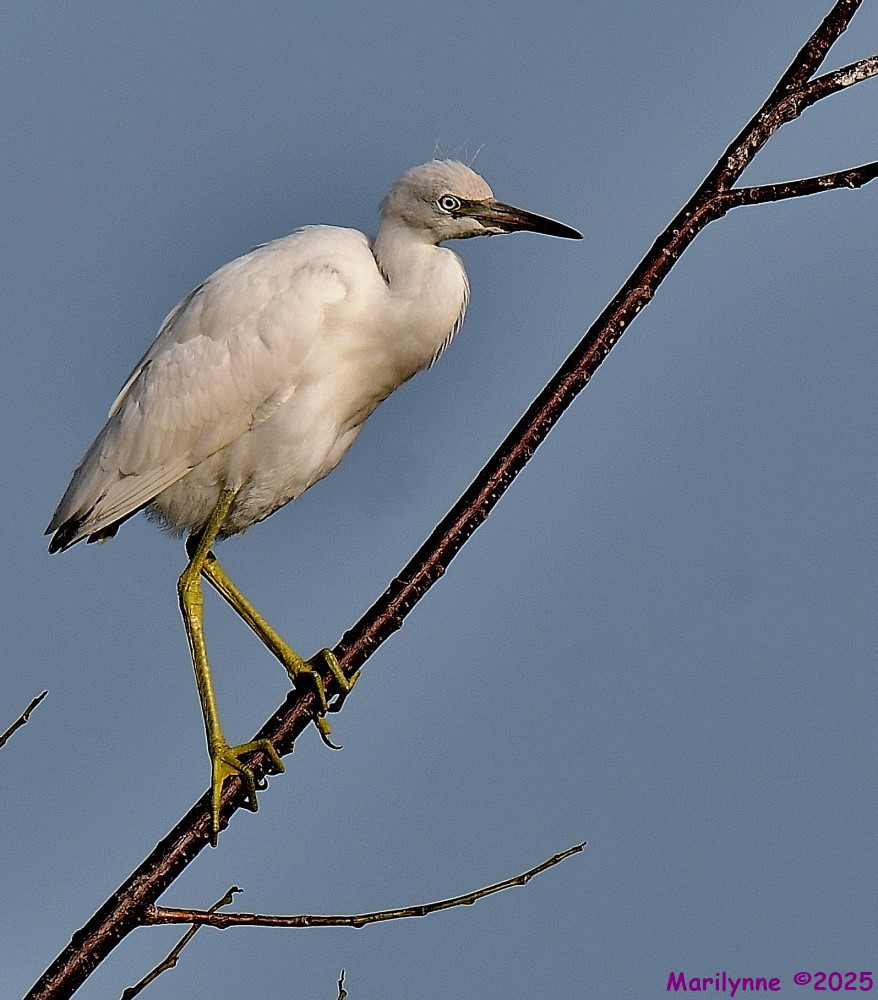 DSC_2373_001.JPG