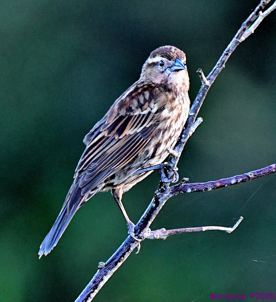 DSC_2374_001.JPG