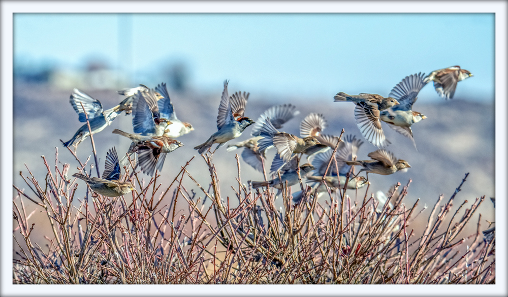 DSC_2375-Edit.jpg