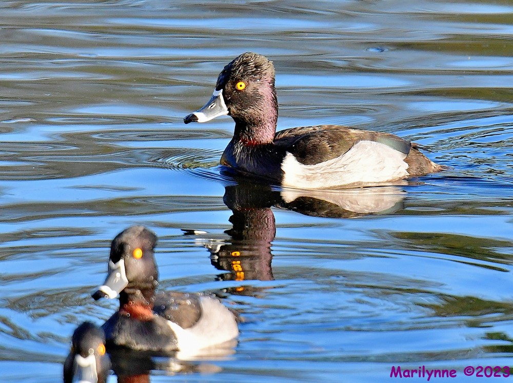 DSC_2376_001.JPG