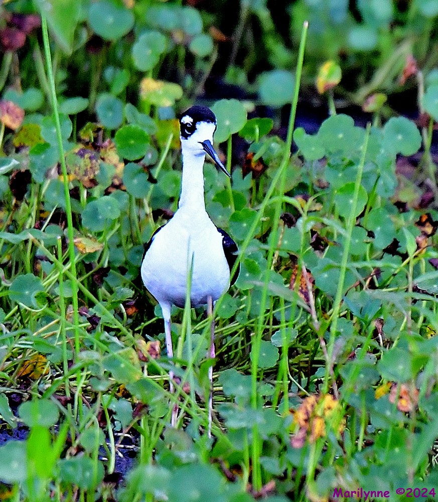 DSC_2376_001.JPG