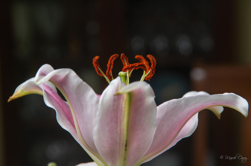 DSC_2379.jpg