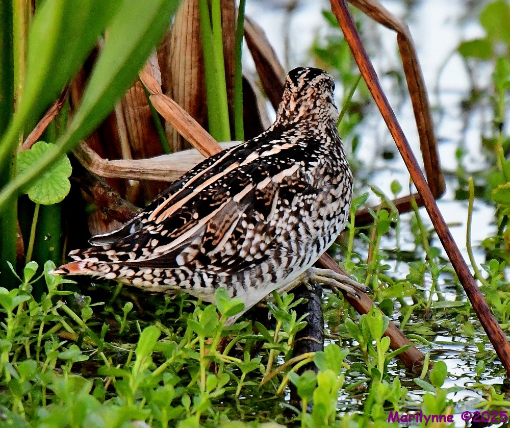 DSC_2379_001.JPG