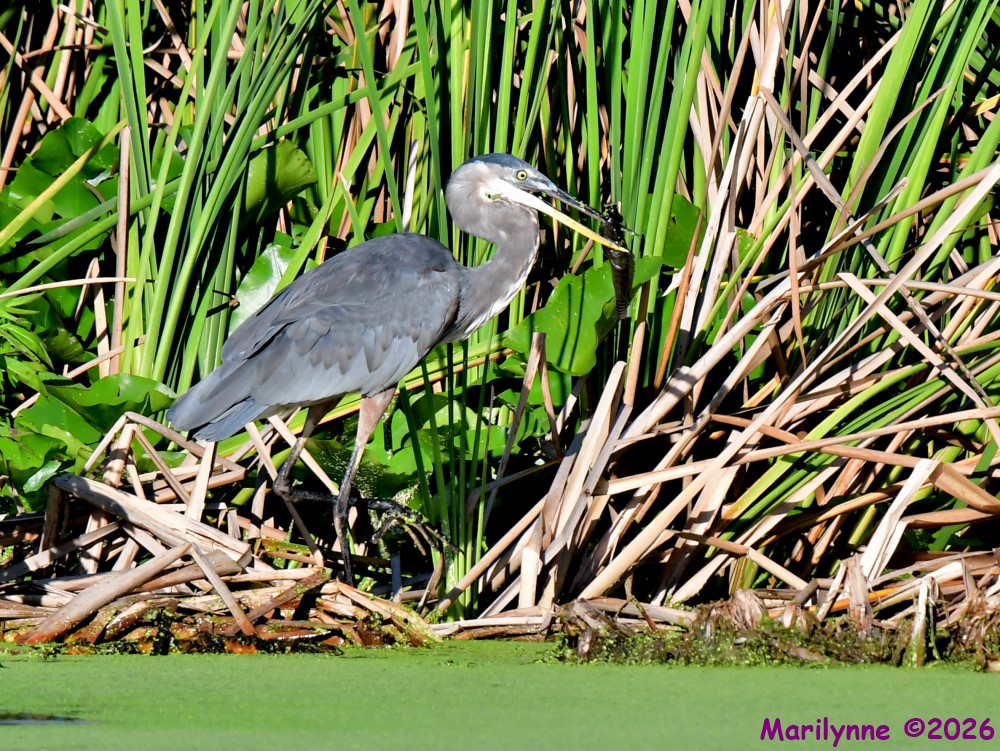 DSC_2379_001.JPG