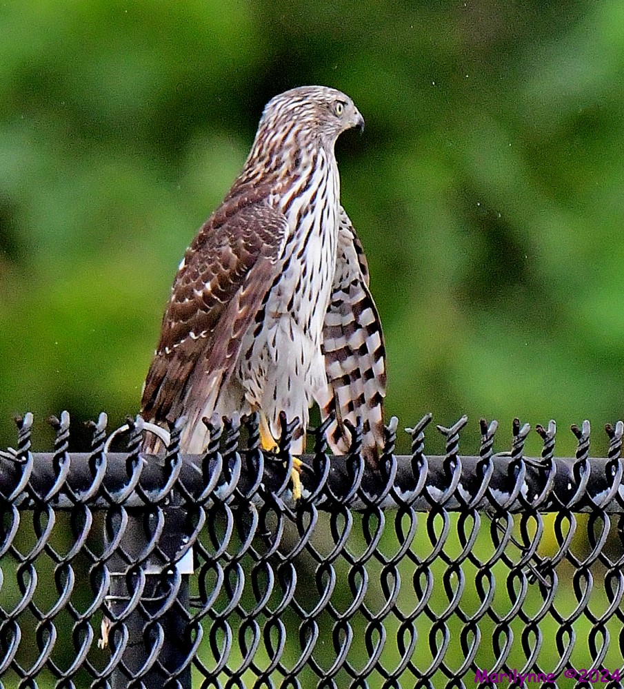 DSC_2380_001.JPG