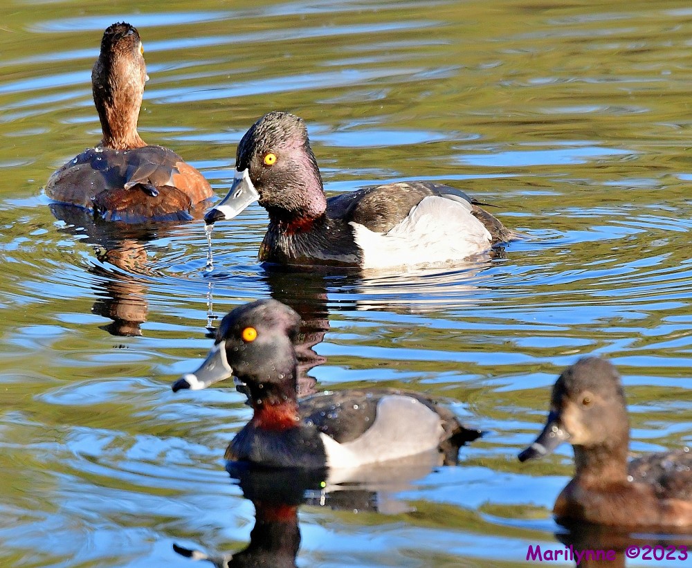 DSC_2381_001.JPG