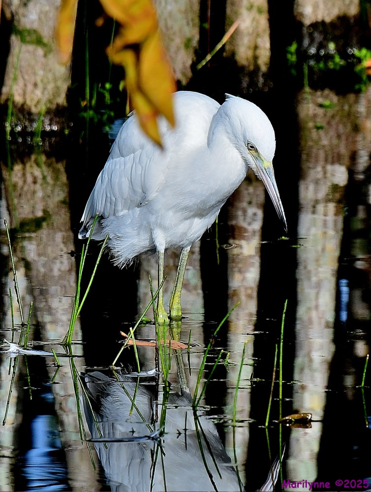 DSC_2381_001.JPG