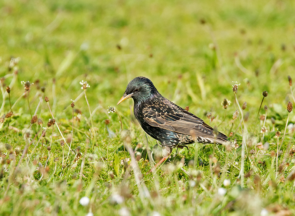 DSC_2382.jpg