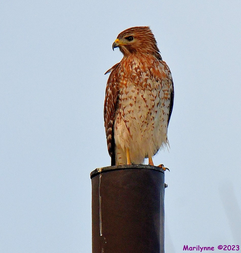 DSC_2382_001.JPG