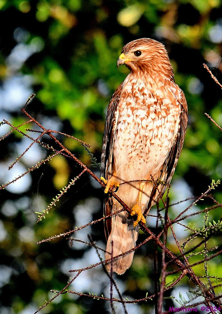 DSC_2383_001.JPG