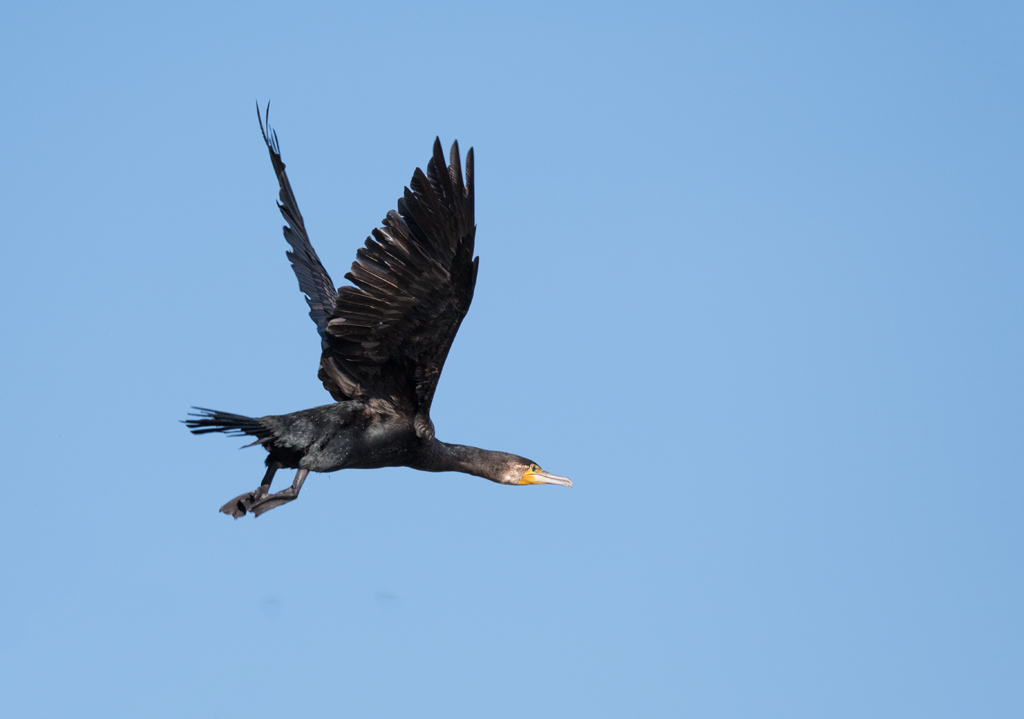 DSC_2385.jpg