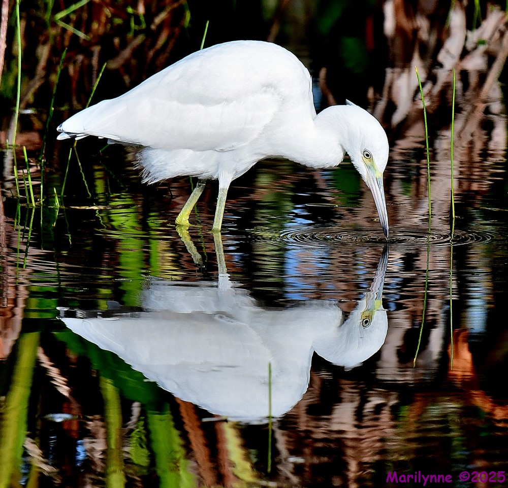 DSC_2385_001.JPG