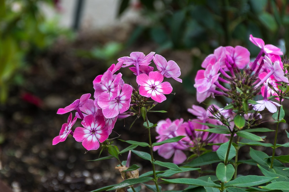 DSC_2386.jpg